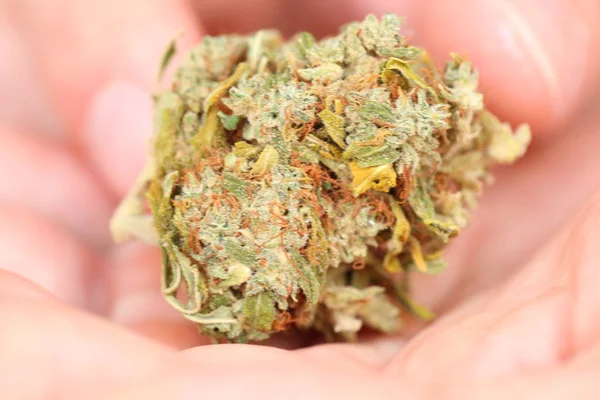 Maconha Medicinal Cannabis Seca Mão — Fotografia de Stock