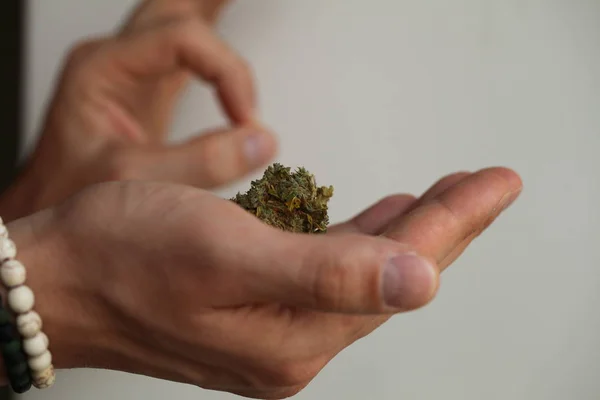 Cannabis Secca Marijuana Medica Mano — Foto Stock