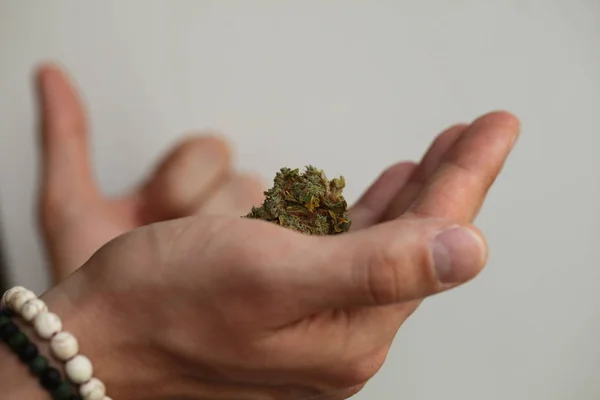 Cannabis Secca Marijuana Medica Mano — Foto Stock