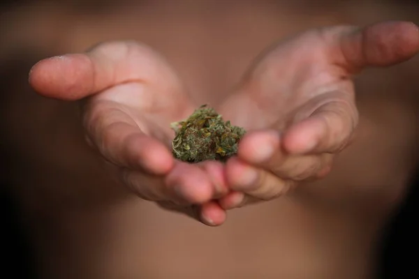 Dry Cannabis Medical Marijuana Hands — Stock Photo, Image