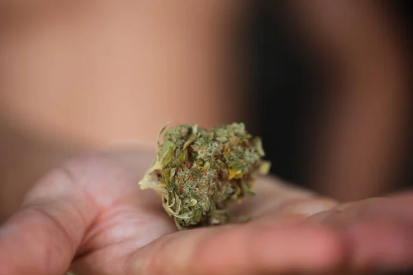 Torr Cannabis Medicinsk Marijuana Händerna — Stockfoto