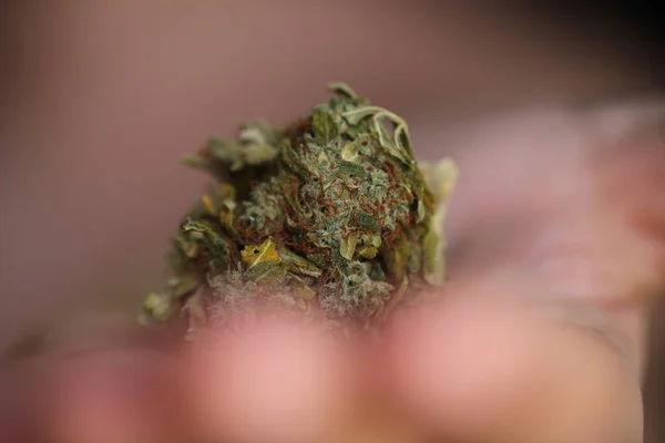Száraz Kannabisz Orvosi Marihuána Kezében — Stock Fotó