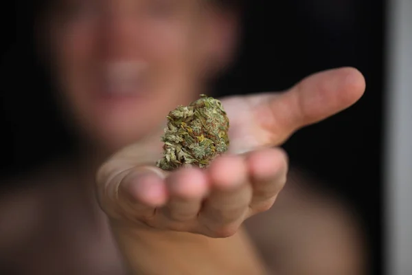 Suche Konopie Medyczne Marihuany Rękach — Zdjęcie stockowe