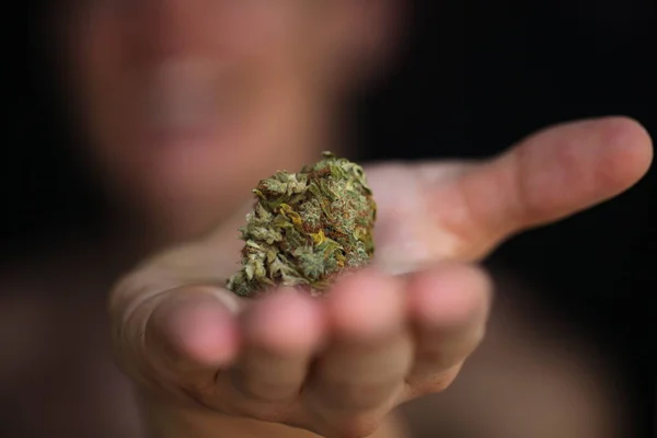 Droge Cannabis Medische Marihuana Handen — Stockfoto