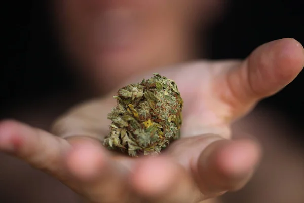 Cannabis Sec Marijuana Médicale Dans Les Mains — Photo