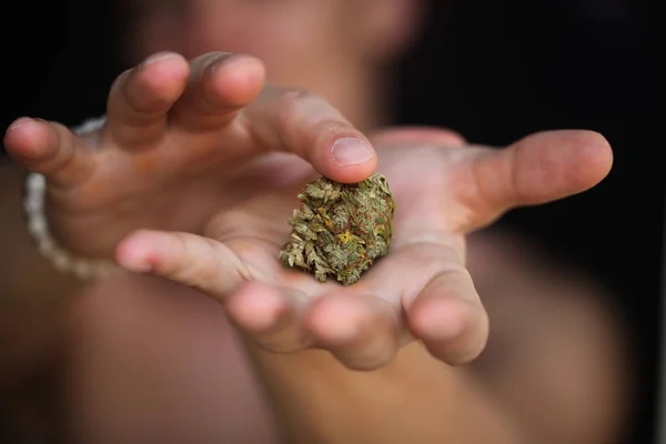 Dry Cannabis Medical Marijuana Hands — Stock Photo, Image