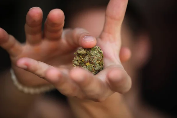 Dry Cannabis Medical Marijuana Hands — Stock Photo, Image