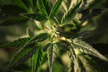 tıbbi marihuana, kenevir yakın 