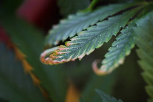 Medycznej Marihuany Konopie Zbliżenie — Zdjęcie stockowe