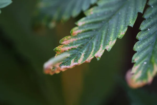 Medicinsk Marijuana Hampa Närbild — Stockfoto