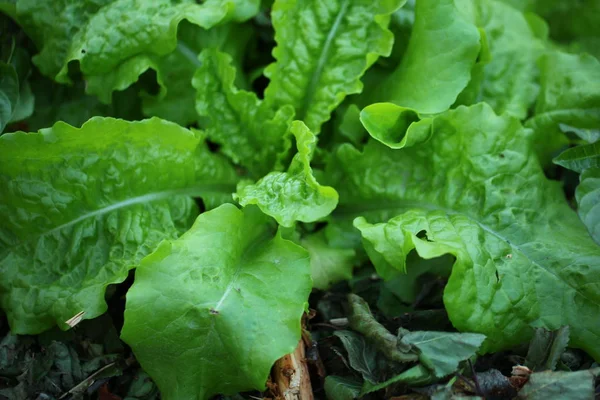 Groene Bladeren Salade Tuin — Stockfoto