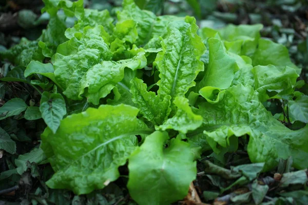 Salada Folhas Verdes Jardim — Fotografia de Stock