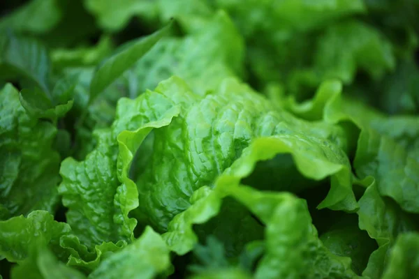 Salade Feuilles Vertes Dans Jardin — Photo