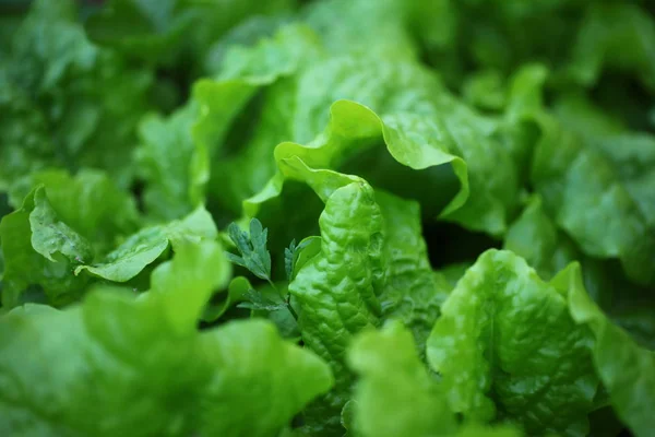 Grüne Blätter Salat Garten — Stockfoto