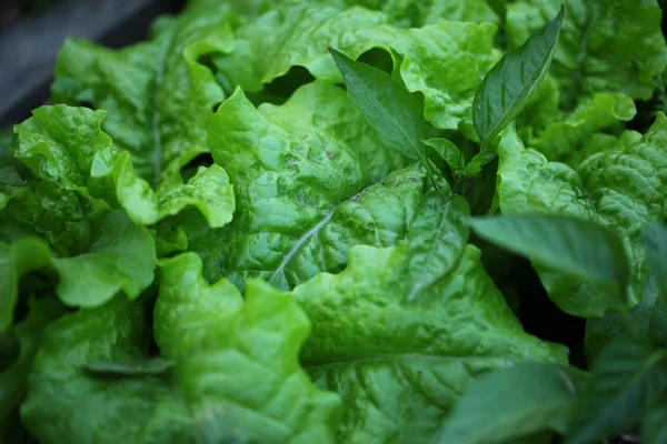 Salade Feuilles Vertes Dans Jardin — Photo