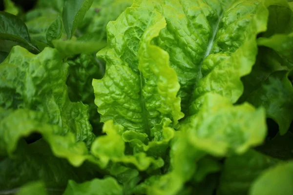 Grüne Blätter Salat Garten — Stockfoto