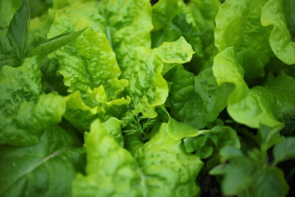 Salade Feuilles Vertes Dans Jardin — Photo