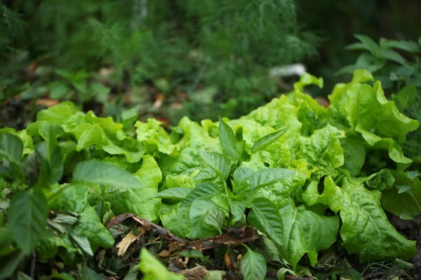 Grüne Blätter Salat Garten — Stockfoto