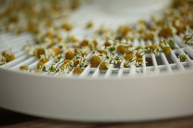 kurutucu kurutulmuş commomile çiçekler 