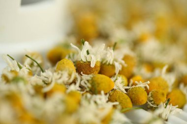 kurutucu kurutulmuş commomile çiçekler 