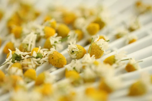 Sušené Komomilní Květiny Sušáku — Stock fotografie