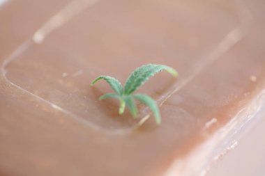  tıbbi marihuana kenevir yakın 