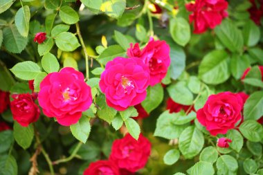 Bahçe parkında kırmızı güller 