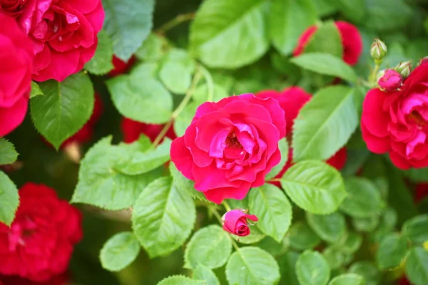 Red Roses Garden Park — Stock Photo, Image