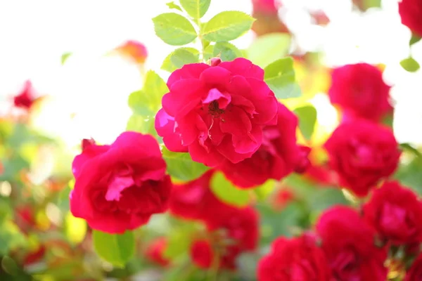 Red Roses Garden Park — Stock Photo, Image