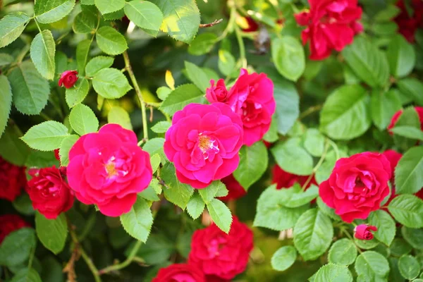花园公园的红玫瑰 — 图库照片