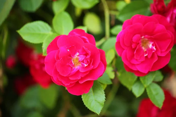 Red Roses Garden Park — Stock Photo, Image