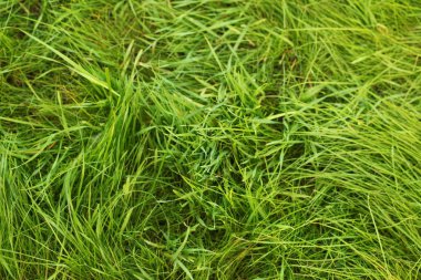 Yeşil çim çim bahçe yüzeyi 
