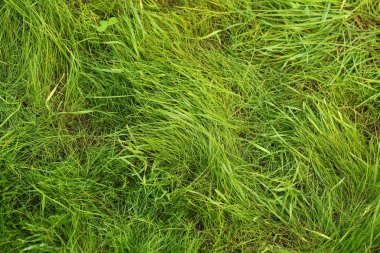 Yeşil çim çim bahçe yüzeyi 