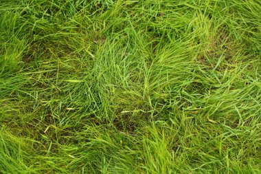 Yeşil çim çim bahçe yüzeyi 