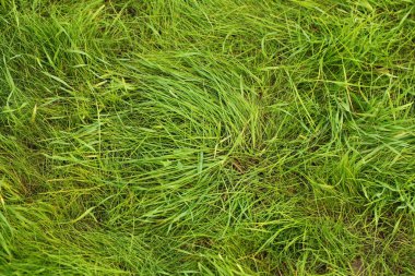 Yeşil çim çim bahçe yüzeyi 