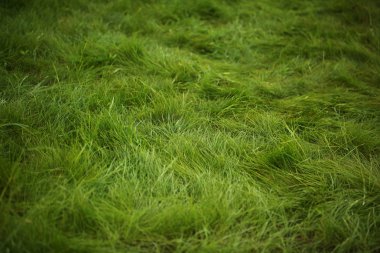 Yeşil çim çim bahçe yüzeyi 