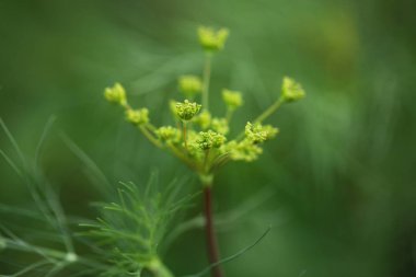 Bahçede bitki yeşil dereotu 