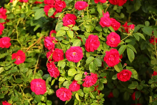 Czerwone Róże Parku Ogrodowym — Zdjęcie stockowe