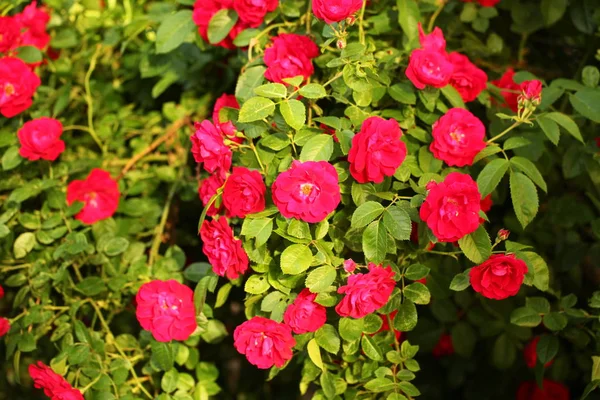 Red Roses Garden Park — Stock Photo, Image