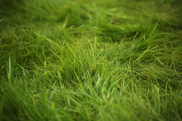 Grüne Rasenfläche Garten Oberfläche — Stockfoto