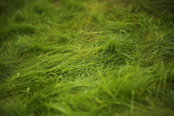 Πράσινο Γρασίδι Γκαζόν Επιφάνεια Του Κήπου — Φωτογραφία Αρχείου