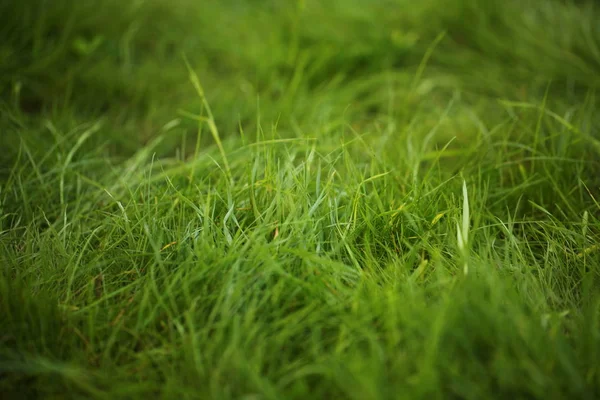 Iarbă Verde Suprafață Grădină Gazon — Fotografie, imagine de stoc