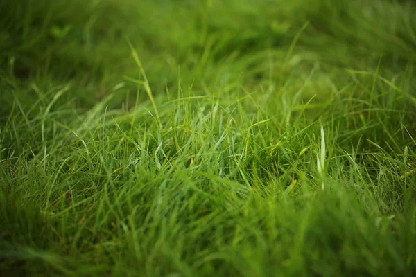 Groen Gras Gazon Tuin Oppervlak — Stockfoto