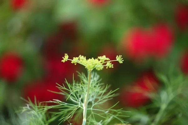 Aneth Vert Végétal Dans Jardin — Photo