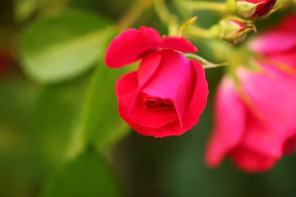 Red Roses Garden — Stock Photo, Image