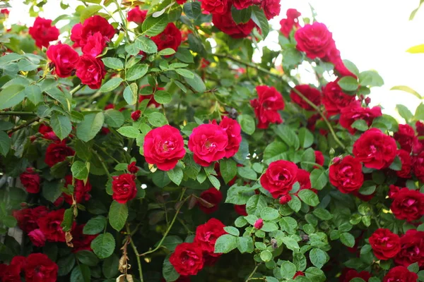 Rosas Vermelhas Jardim — Fotografia de Stock