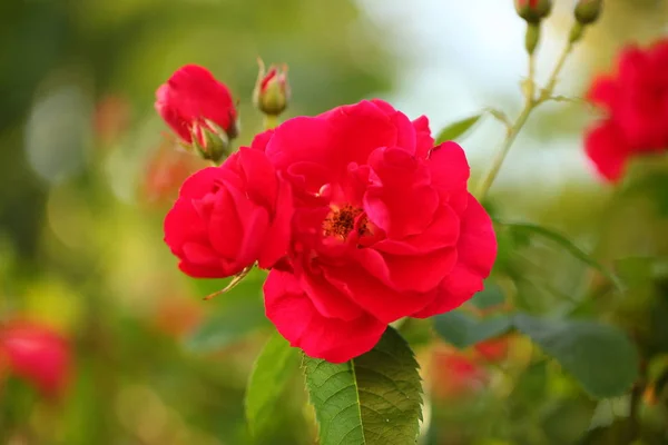 Red Roses Garden — Stock Photo, Image