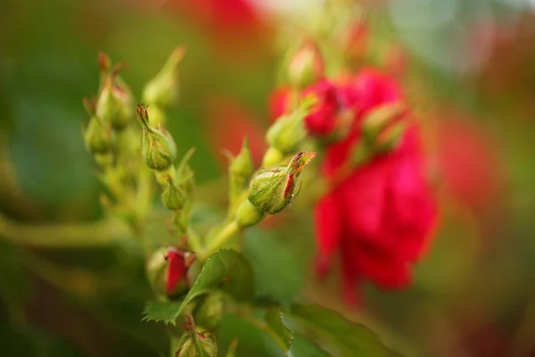 Red Roses Garden — Stock Photo, Image