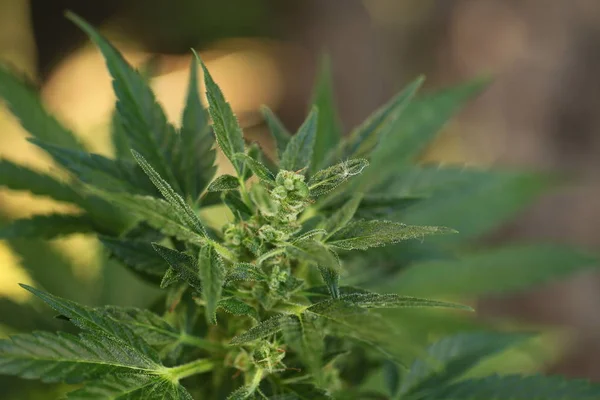 Cânhamo Maconha Medicinal Close — Fotografia de Stock