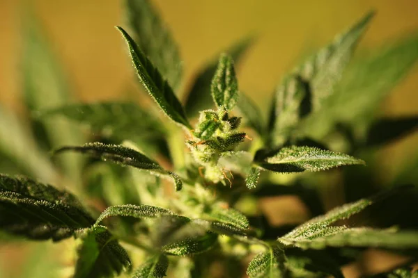 Marihuana Medicinal Cerca — Foto de Stock